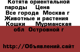 Котята ориентальной пароды  › Цена ­ 12 000 - Все города, Москва г. Животные и растения » Кошки   . Мурманская обл.,Островной г.